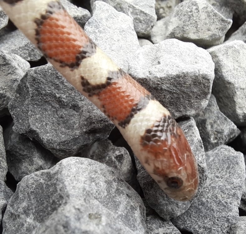 PTSnakes syspila